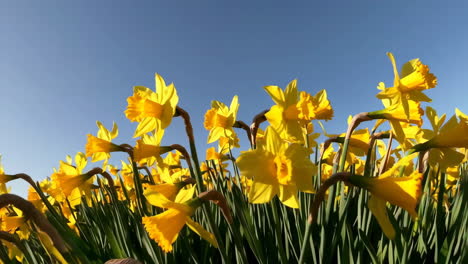 Field of Daffodils under a Sunny Sky