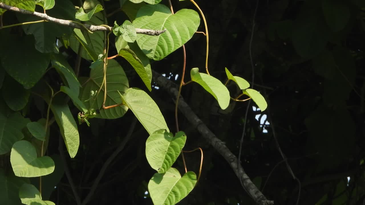 Beautiful green leaf plant and wind