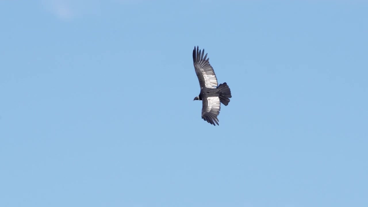 un enorme condor andino adulto che mostra la sua enorme apertura alare mentre vola su un chiaro cielo blu in argentina