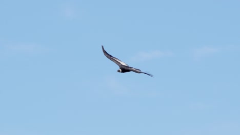 Enorme-Cóndor-Andino-Adulto-Mostrando-Su-Enorme-Envergadura-Mientras-Se-Eleva-Sobre-Un-Cielo-Azul-Claro-En-Argentina