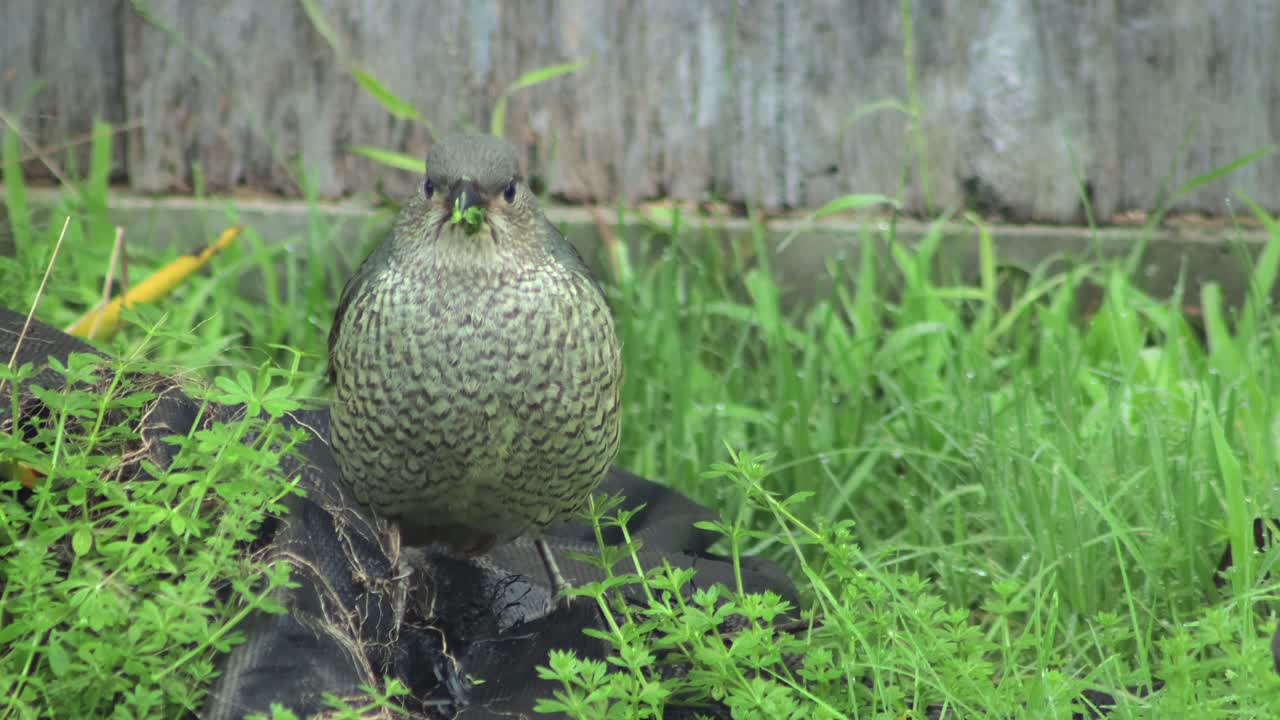 New Zealand Native Bird in Garden