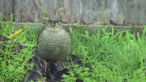 new zealand native bird in garden