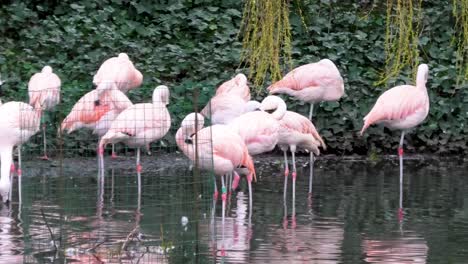 Panorámica-Sobre-Una-Colonia-De-Flamencos-Rosados-De-Pie-En-La-Orilla-Del-Lago