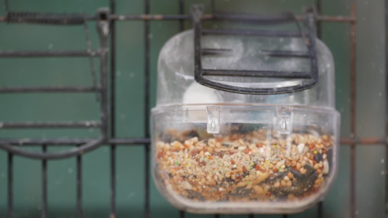 Bird Feeder with Bird Seed