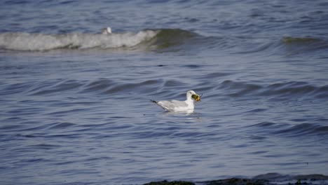 gaviota con cangrejo en pico flotando en la superficie del mar con pequeñas olas en la orilla