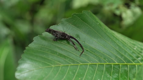 medium shot of lizard sitting on leaf in lush rain forest, slow motion