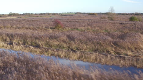 Low-sweeping-shot-over-reeds-and-water-at-Stodmarsh-nature-reserve,-Kent,-UK-managed-by-natural-England