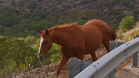 majestic brown stallion walking near highway side, handheld view