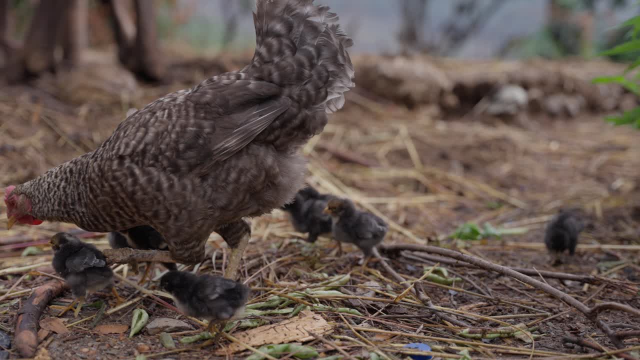 Chickens and chicks moving around the farm
