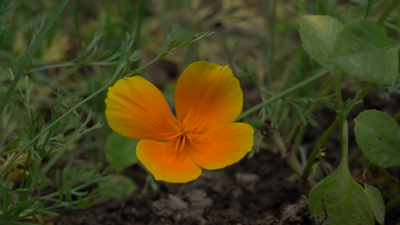 En oransje blomst som svaier i vinden på dagtid utendørs