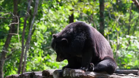 Oso-Negro-Asiático,-Ursus-Thibetanus