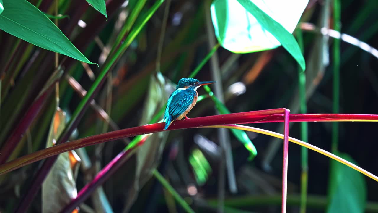 Kingfisher Bird Sitting On Stem Of Plant. - closeup shot