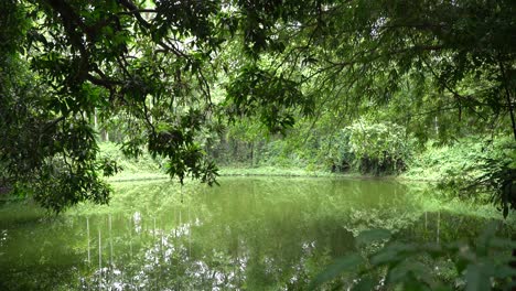 Ein-Wasserreservoir-In-Einem-Wald-Spielt-Eine-Sehr-Wichtige-Rolle-Im-Ökosystem