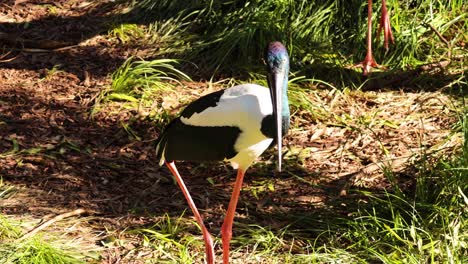 stork walking in a natural zoo habitat