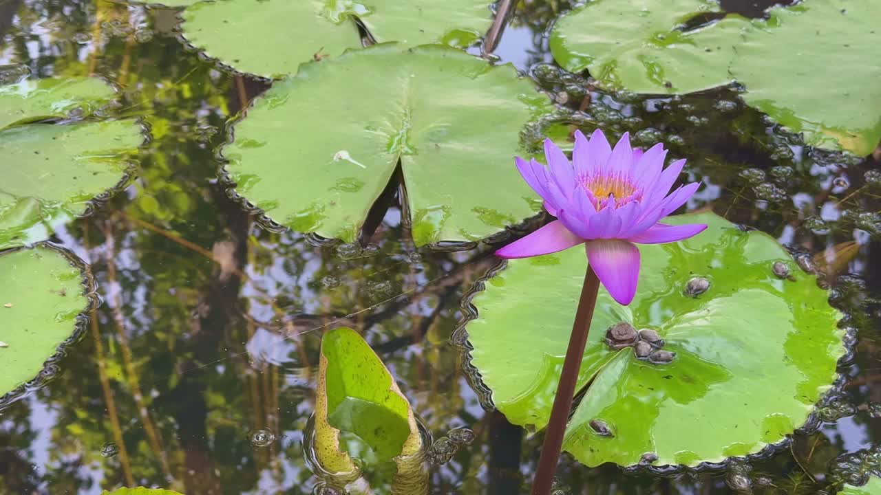 closeup of a purple water lilly lotus flower blooming in the pond