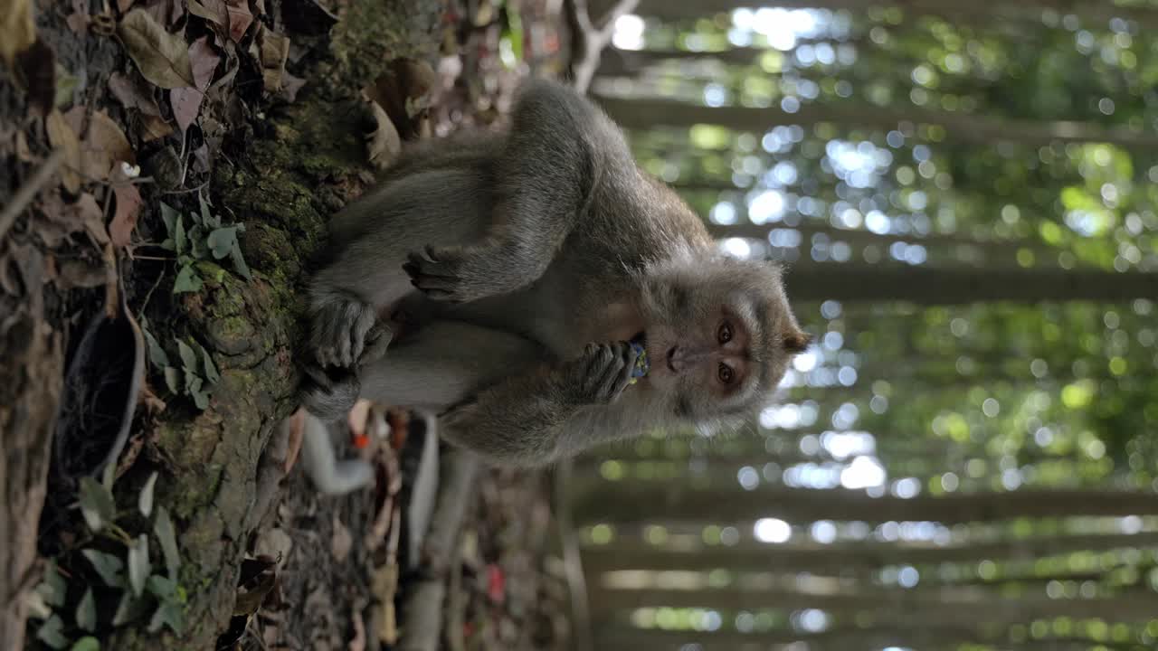un mono comiendo fruta en el "bosque de monos" de bali.