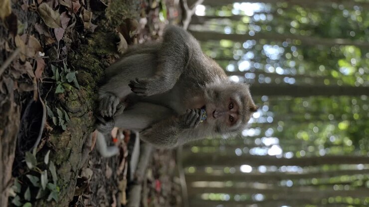 Monkey eating fruit in Bali's "Monkey Forest".