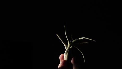air plant isolated on black background rises from bottom of shot, slomo