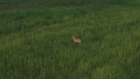 Graceful-doe-grazing-on-a-grass-meadow,-cautiously-looking-at-the-camera