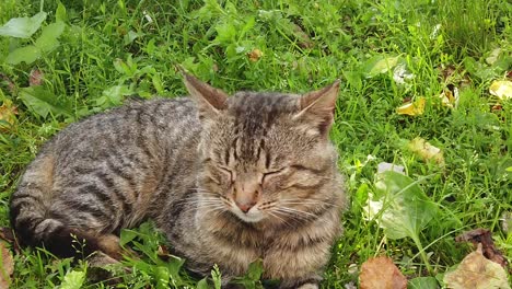 adult domestic cat sitting in the green grass on a sunny day