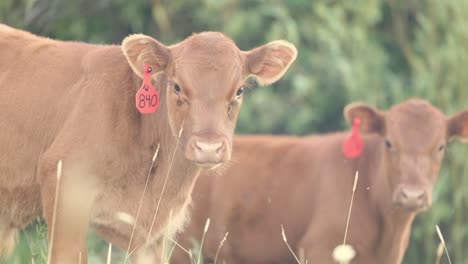 two young brown cows stare into the camera