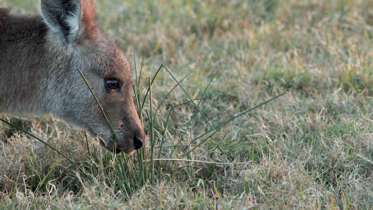 An eastern grey kangaroo feeds on grass in a natural field at Coombabah, Gold Coast, Australia. Soft, natural dusk lighting with steady close-up camera work