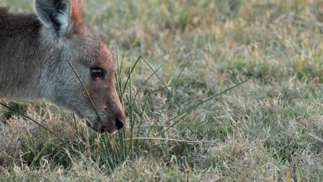 an eastern grey kangaroo feeds on grass in a natural field at coombabah, gold coast, australia. soft, natural dusk lighting with steady close-up camera work