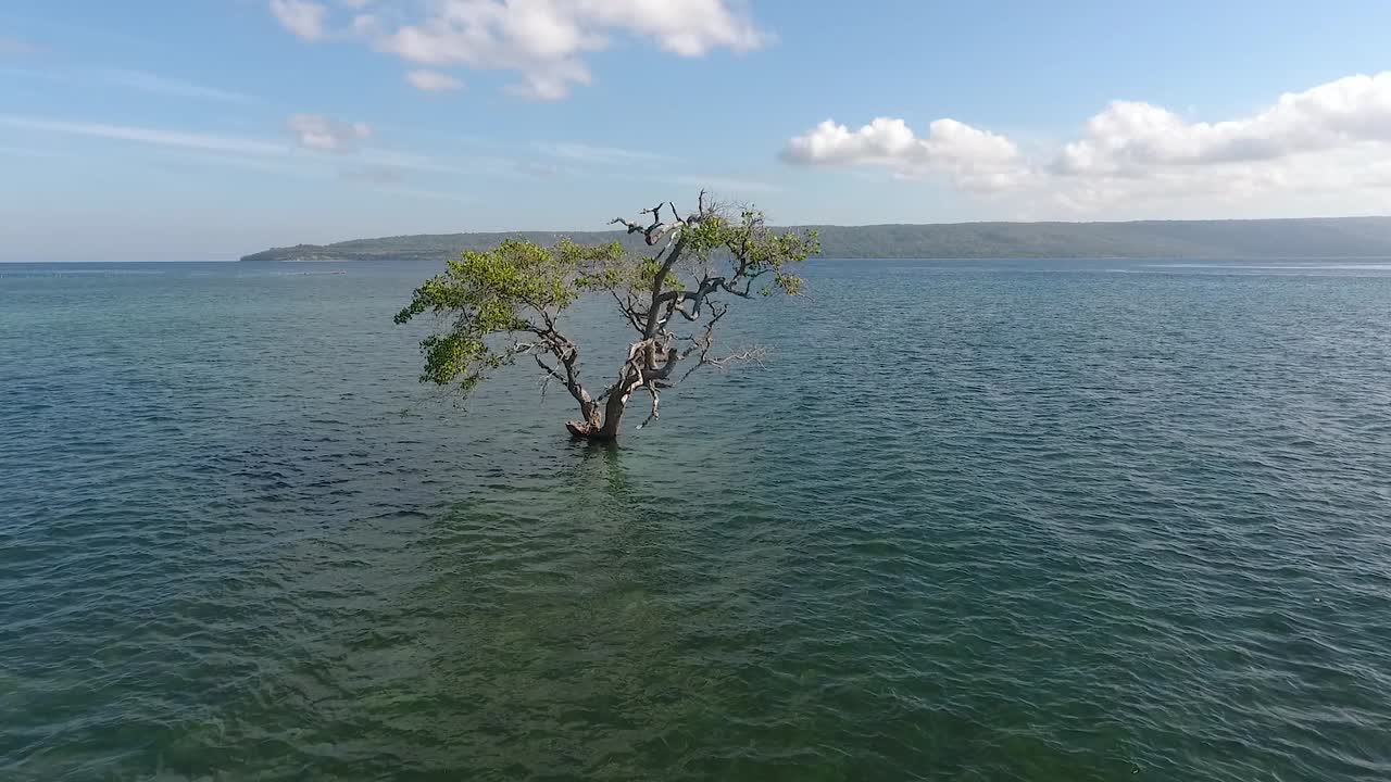 인도네시아 sumbawa 섬 해안의 바닷물에 있는 독방 맹그로브 나무