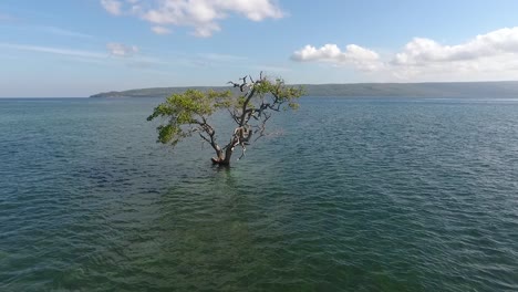 solitary mangrove tree in sea water at coast of sumbawa island, indonesia