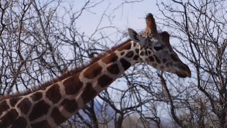 girafa de primer plano siguiendo la cabeza caminando a lo largo de la selva seca africana intensa