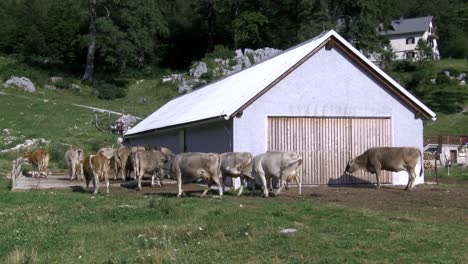 cows in front of barn on mountain pasture walking and grazing, summer day, static