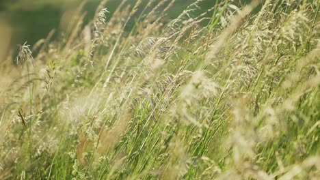 Cinematic-close-up-corn-wheat-crops-waving-in-wind-on-field