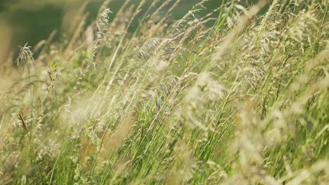 cinematic close up corn wheat crops waving in wind on field