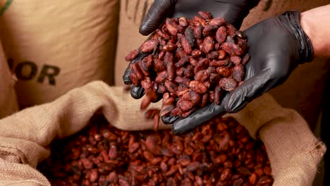 transformación de los granos de cacao