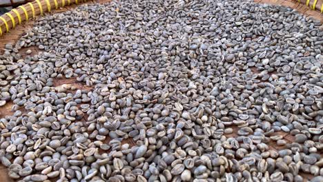Large-piles-of-arabica-coffee-beans-collected-from-civet-droppings-is-in-the-process-of-drying