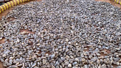 large piles of arabica coffee beans collected from civet droppings is in the process of drying