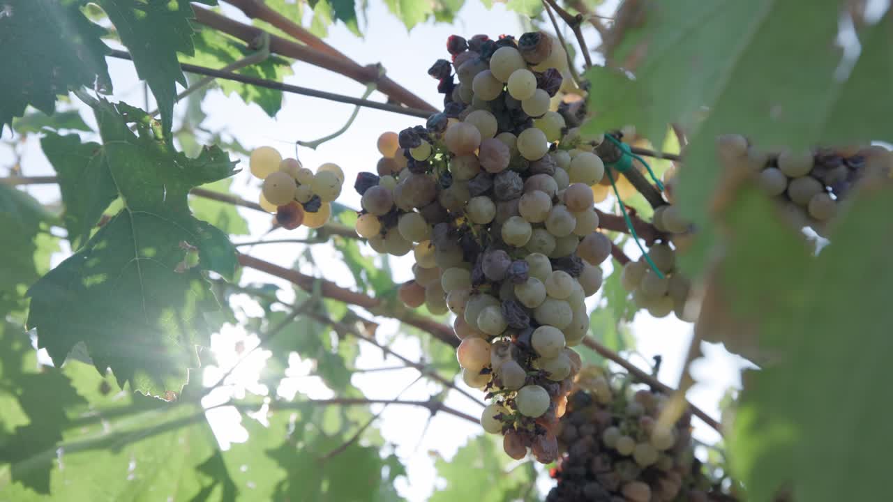 하늘에서 빛나는 태양에 대 한 포도 나무에 매달려 포도 다발의 근접 촬영