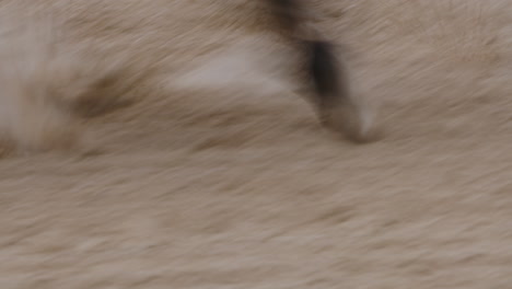 horse hooves galloping on sand racetrack