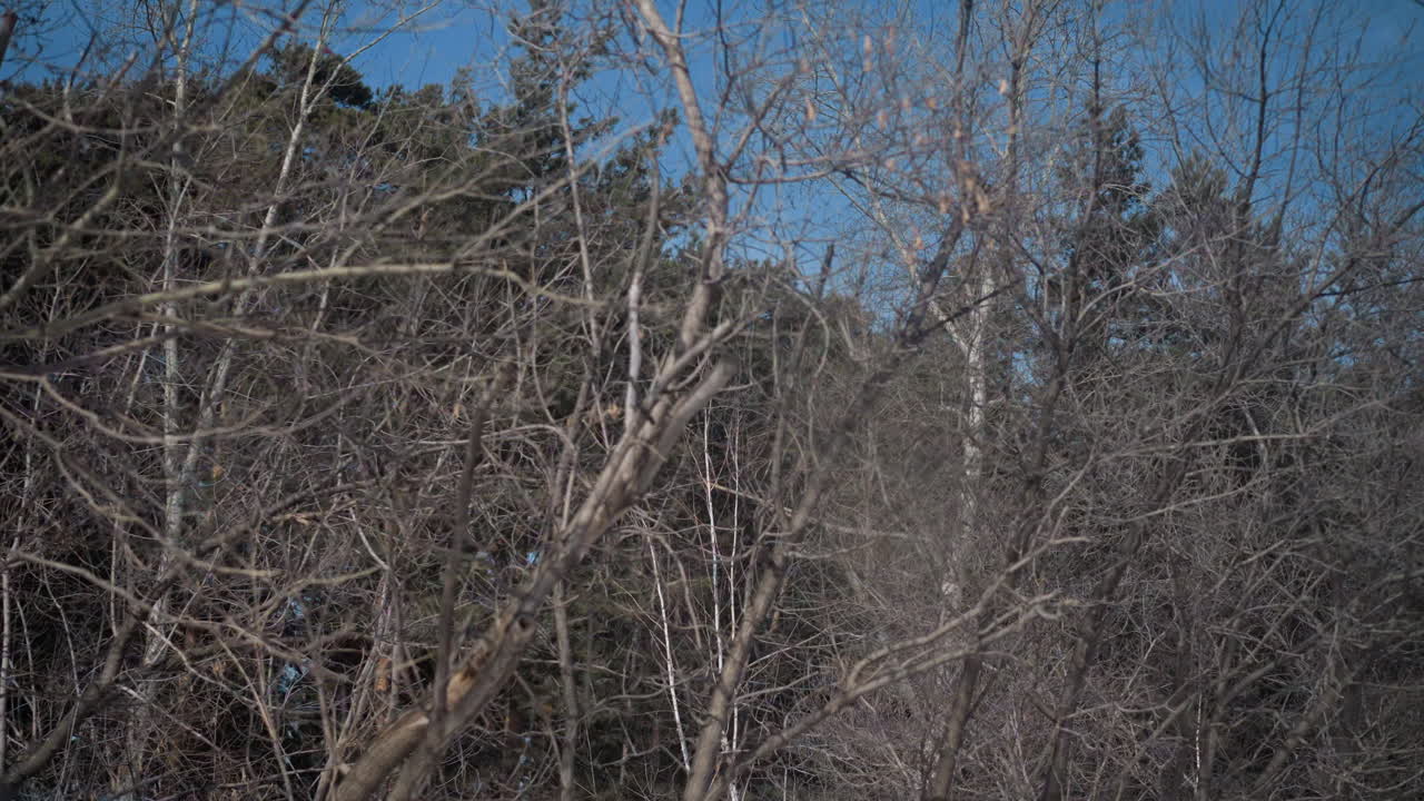 window view from moving train past leafless branches and spruce under blue sky, cold winter forest slides by, bare twigs weave patterns, calm travel mood with gentle motion