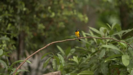 Yellow-Rumped-Flycatcher-Bird-Perching