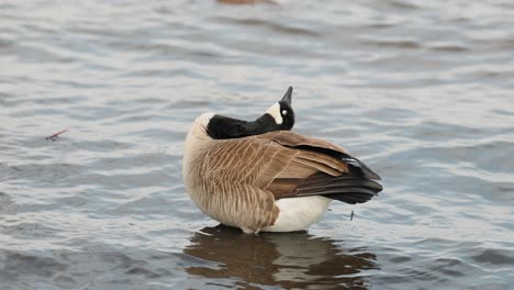 canadian goose standing in shallow river waters works to clean itself