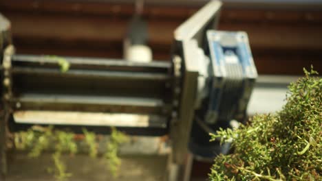 ripe grapes separated from the stems through a destemmer machine, wine industry automation, in italy