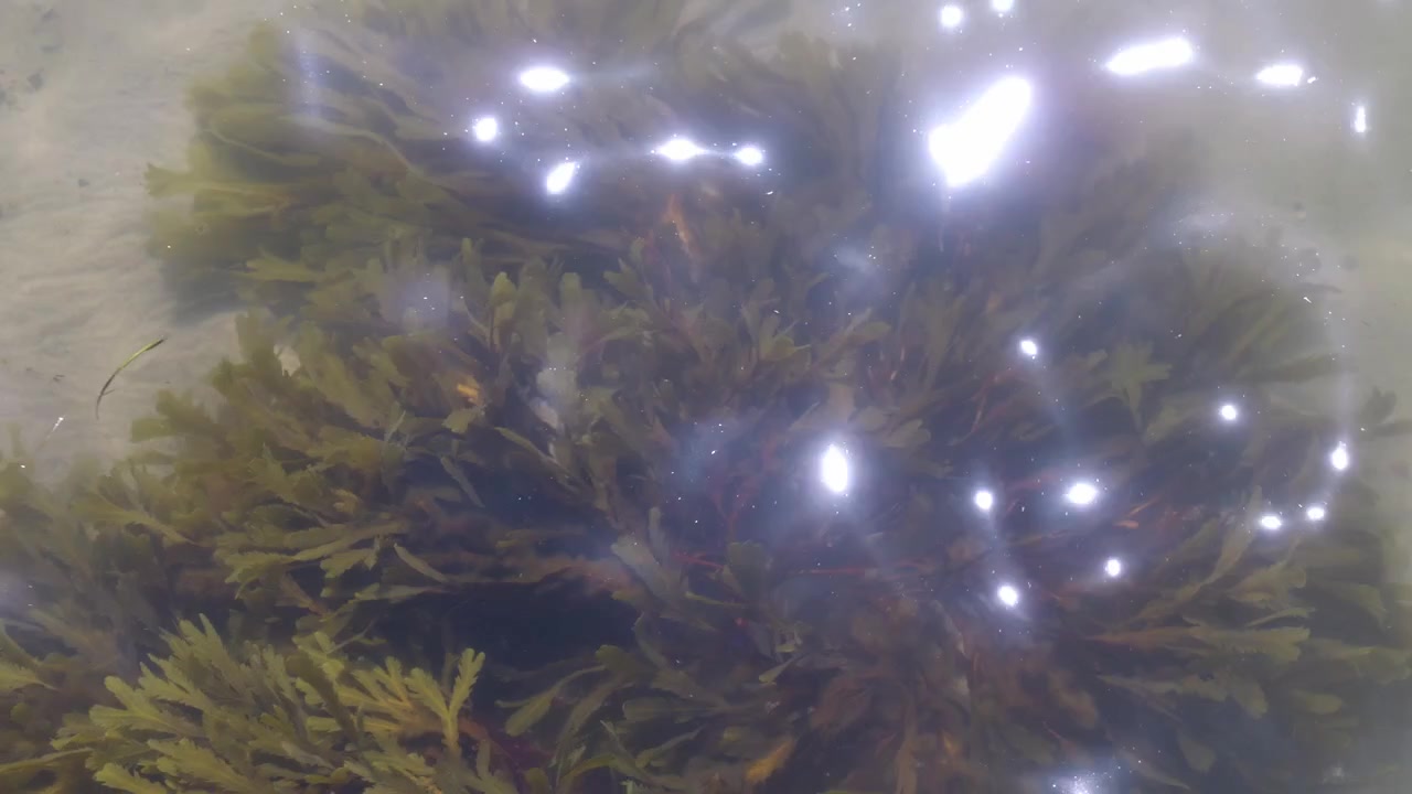 Água Cristalina do Oceano com Algas Marinhas e Padrão de Luz