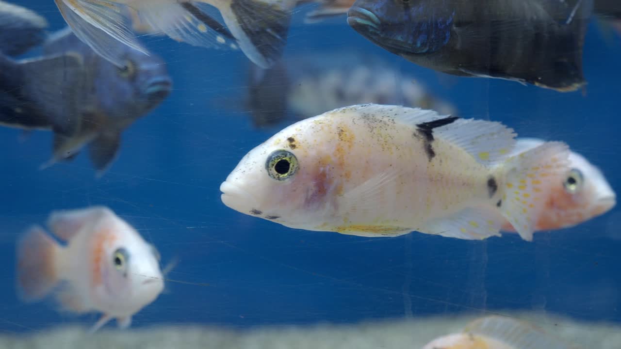 peces en un acuario