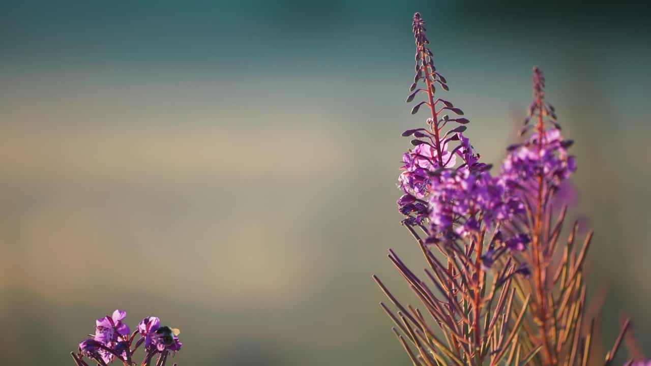 una abeja reúne néctar de las flores de las algas