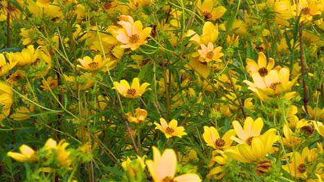 Yellow-Wildflowers-In-Blackwater-National-Wildlife-Refuge,-Maryland---Close-Up