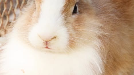 detailed view of a rabbit's face, highlighting its soft fur and gentle expression.