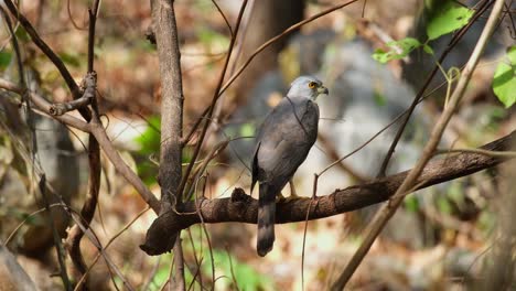 mirando hacia atrás sobre su ala derecha luego gira la cabeza hacia la derecha y abre la boca, goshawk crested accipiter trivirgatus, tailandia