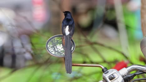 white-rumped shama copsychus malabricus perching on a rear-view mirror of a motorcycle parked inside a national park in thailand, switching from its front and back side