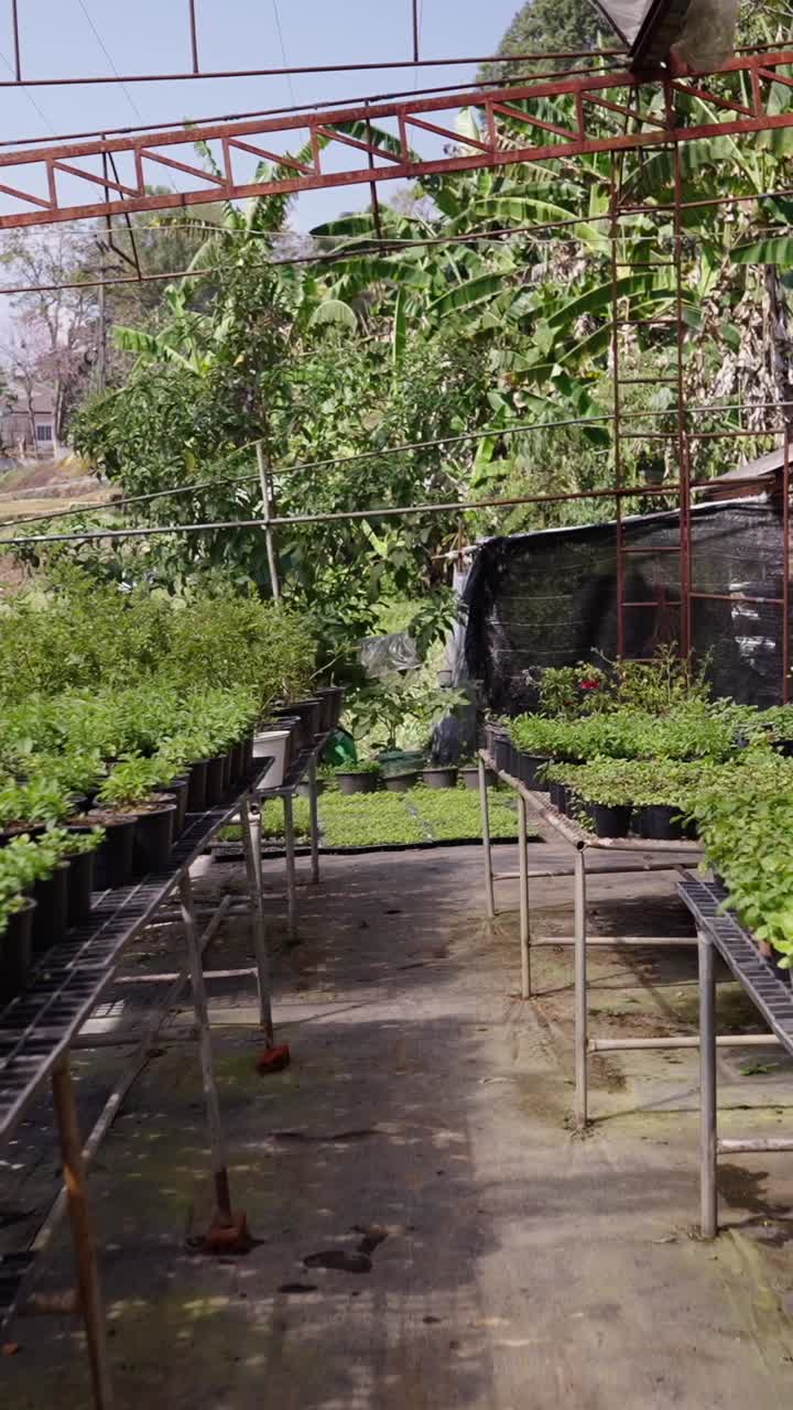Greenhouse nursery with rows of plant seedlings